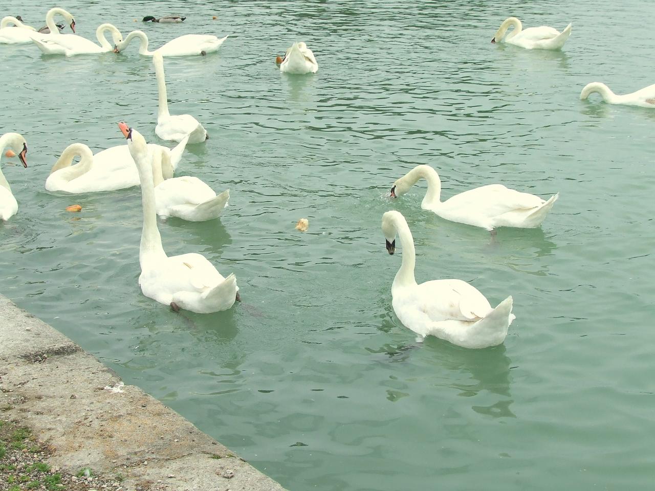 des cygnes sur le canal