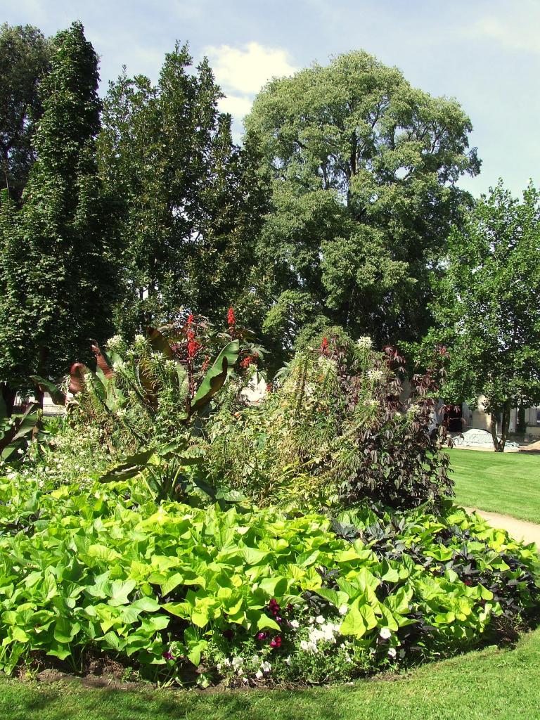 arbres au square