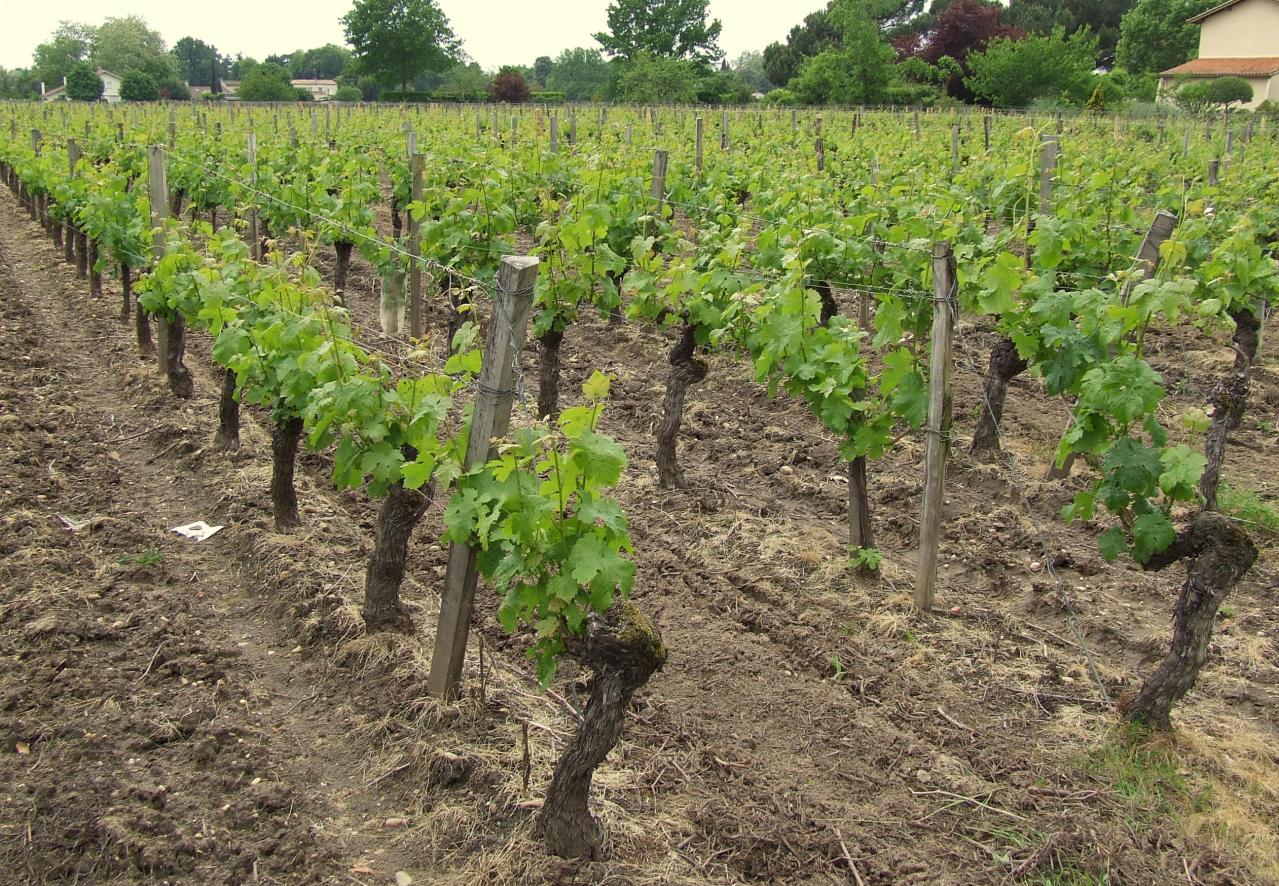 de la vigne dans la ville