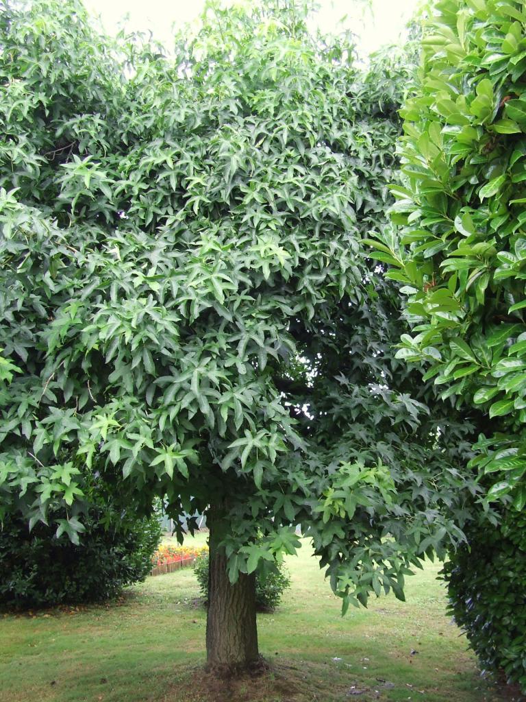 des arbres à Arveyres