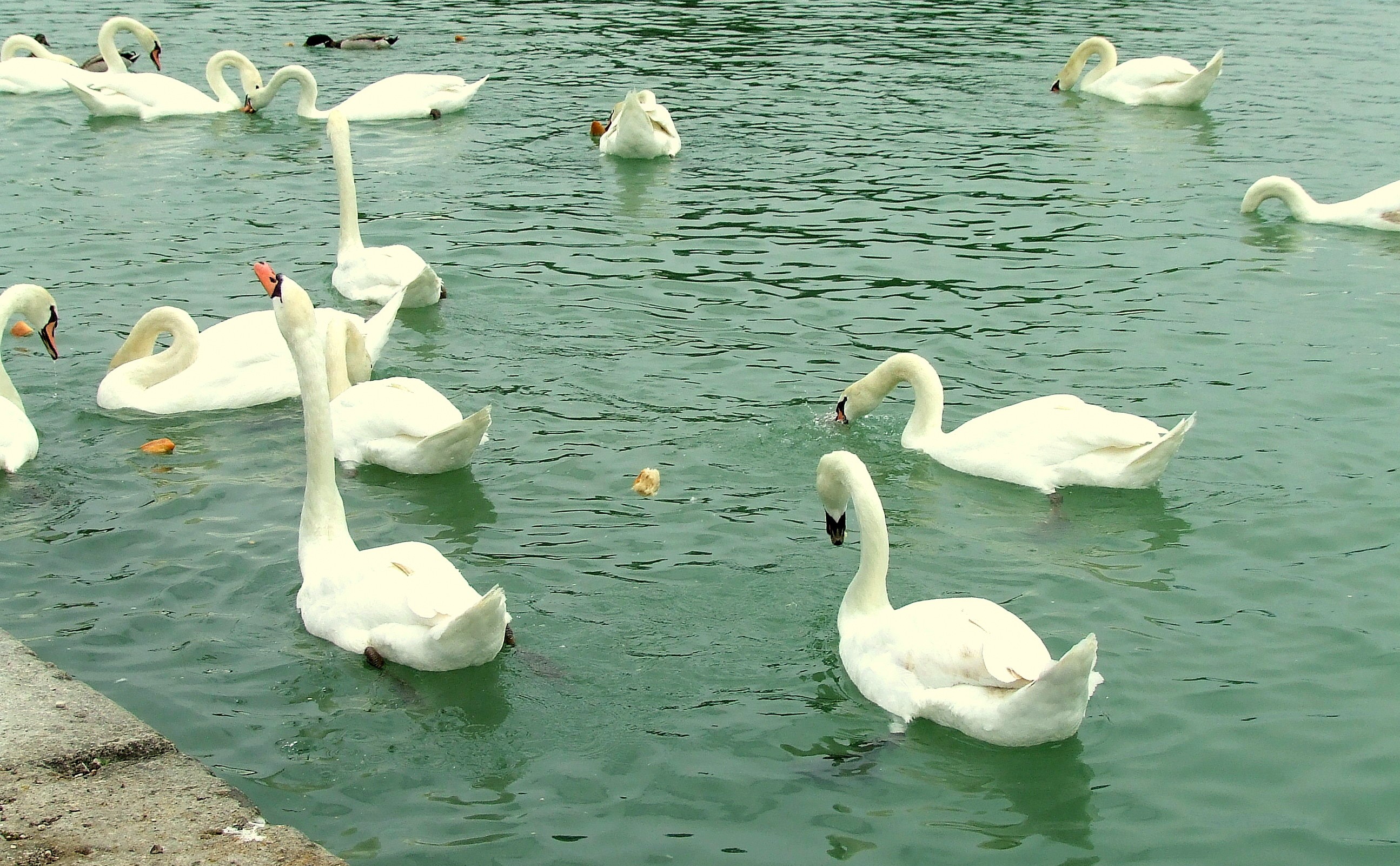 Des cygnes sur le canal