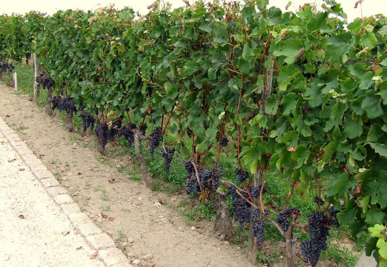 des vignes à Pomerol