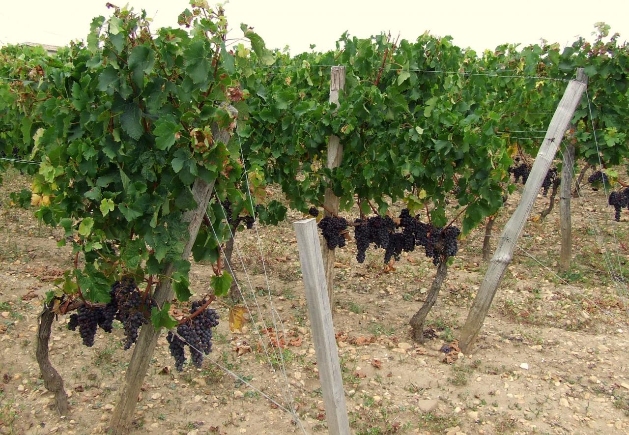 des vignes à Saint-Emilion