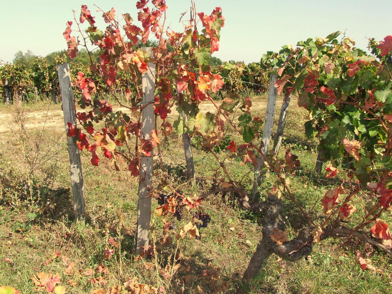 l'après vendanges