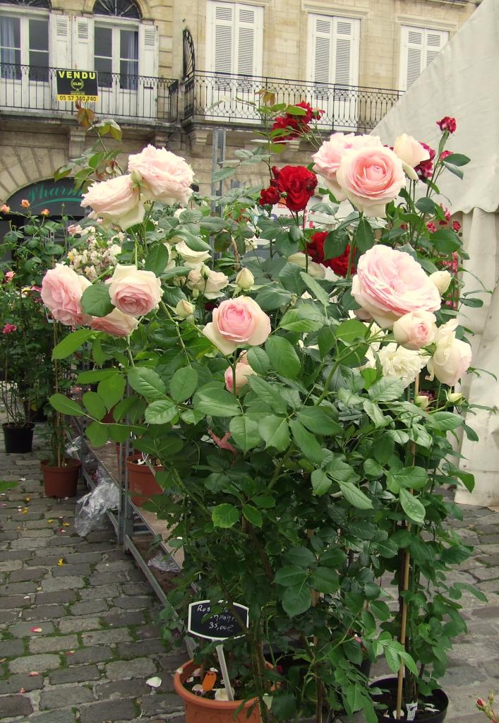 salon des fleurs et du miel