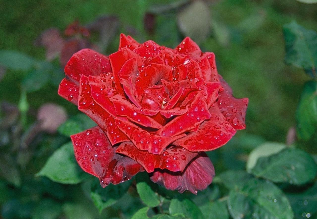 rose sous la pluie